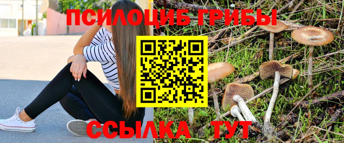 Галлюциногенные грибы Psilocybine cubensis Новокуйбышевск